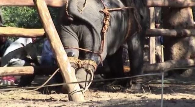 Zašto nikada ne treba da jašete slonove u Aziji (VIDEO)